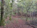 Bois de Ranchot
